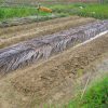 organic-vege01