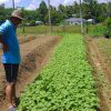 organic-vege05