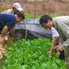organic-vege06
