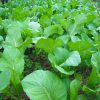 organic-vege07