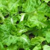 organic-vege08