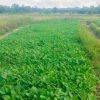 organic-vege09