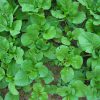 organic-vege10