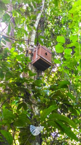 Hornbill Nesting Box in SRL