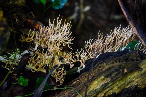 coral Fungus