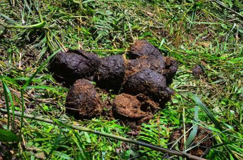 elephant-droppings