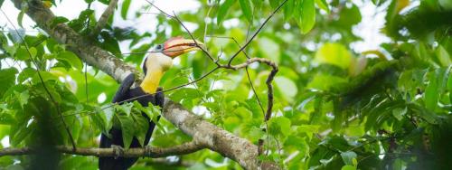 hornbill-bg