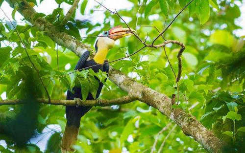 hornbill-tbn-768x480