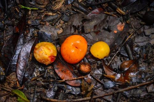 wildfruit-for-orang-utan