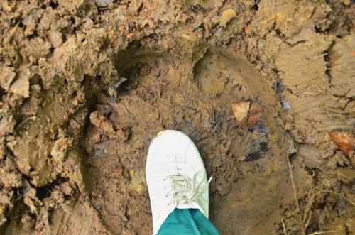 wildlife-footprint-2