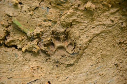wildlife-footprint
